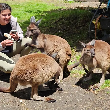 Fauna Australia Wildlife Experience Lavers Hill Exterior photo