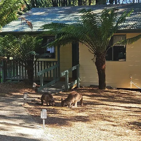 Fauna Australia Wildlife Experience Lavers Hill Exterior photo