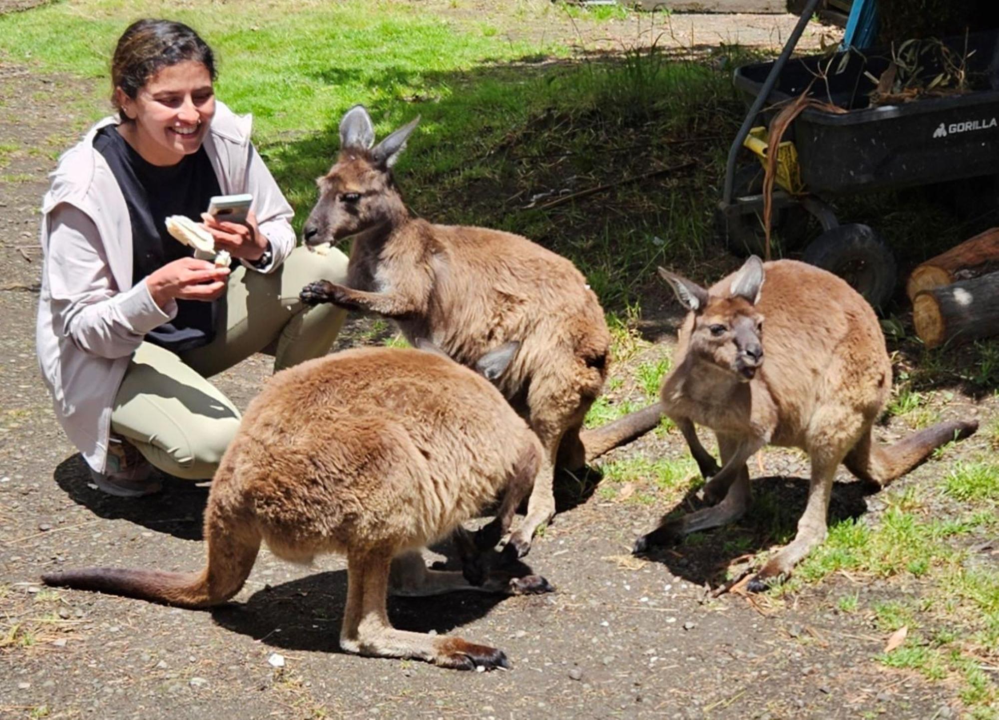 Fauna Australia Wildlife Experience Lavers Hill