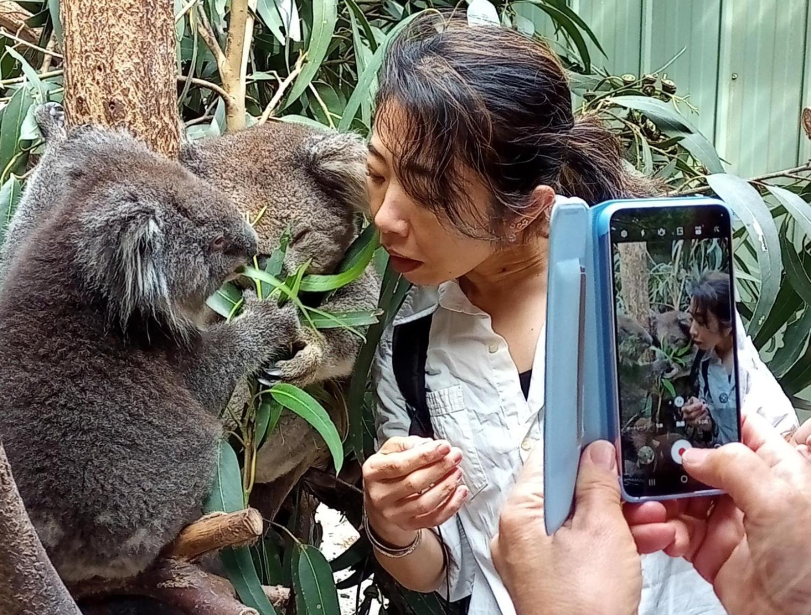 Fauna Australia Wildlife Experience Lavers Hill