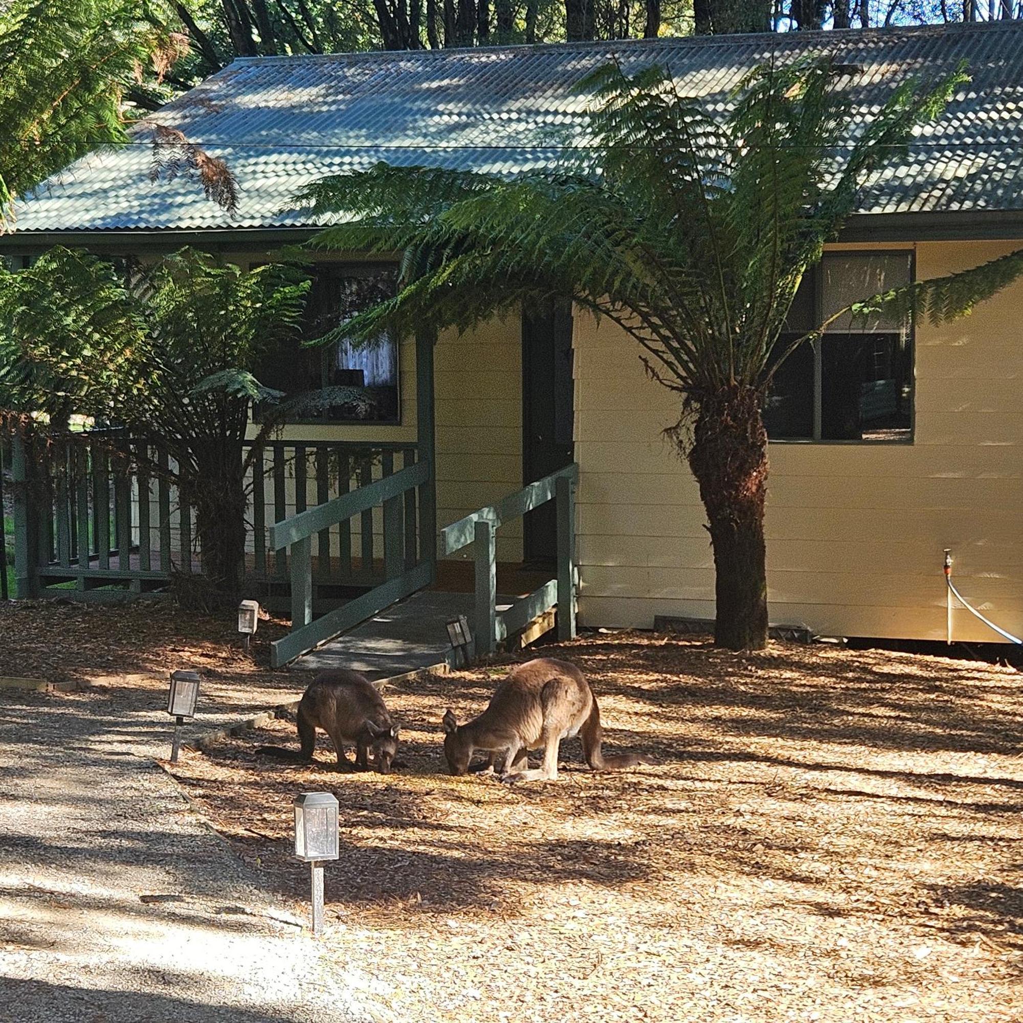 Farm stay Fauna Australia Wildlife Experience *